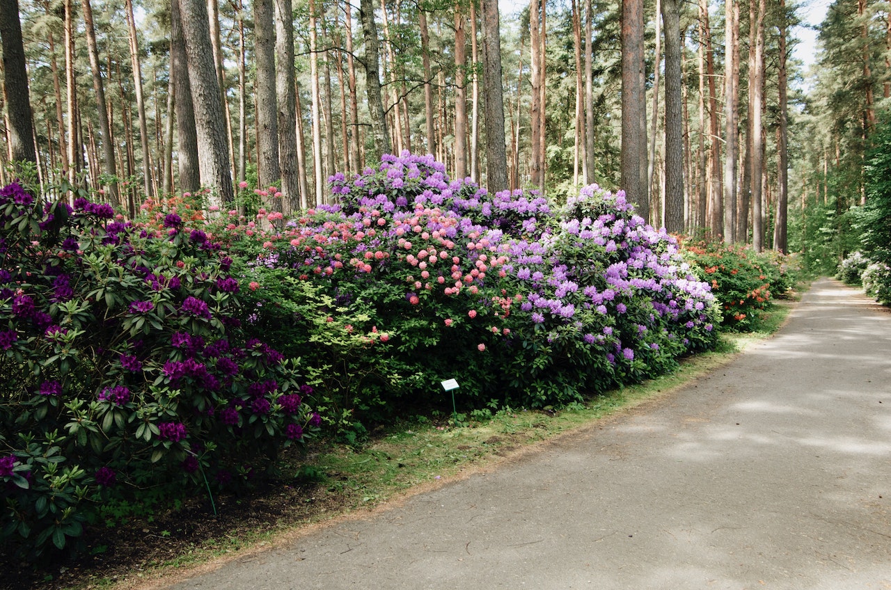 Kwiaty towarzyszące rododendronom – najlepsze kompanie dla tych pięknych roślin