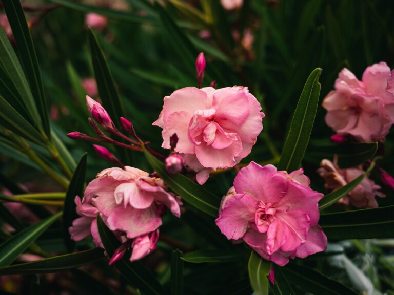 Przycinanie rododendronów – kiedy i jak przycinać te piękne krzewy?
