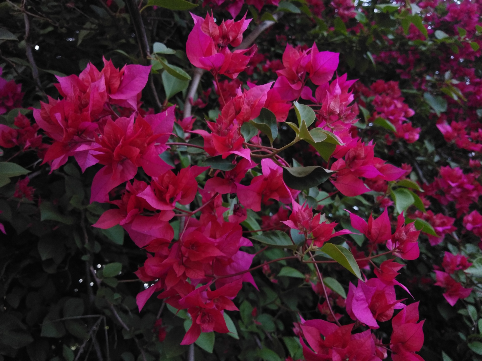 Rododendrony w ogrodzie z innymi kwiatami