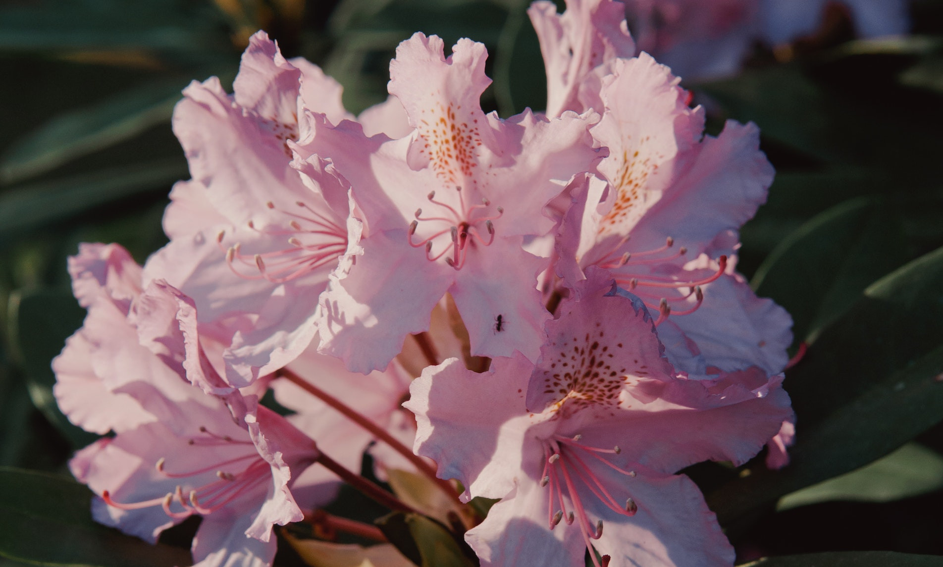 Nawożenie rododendronów – Kiedy i jak dokładnie nawozić te piękne krzewy?