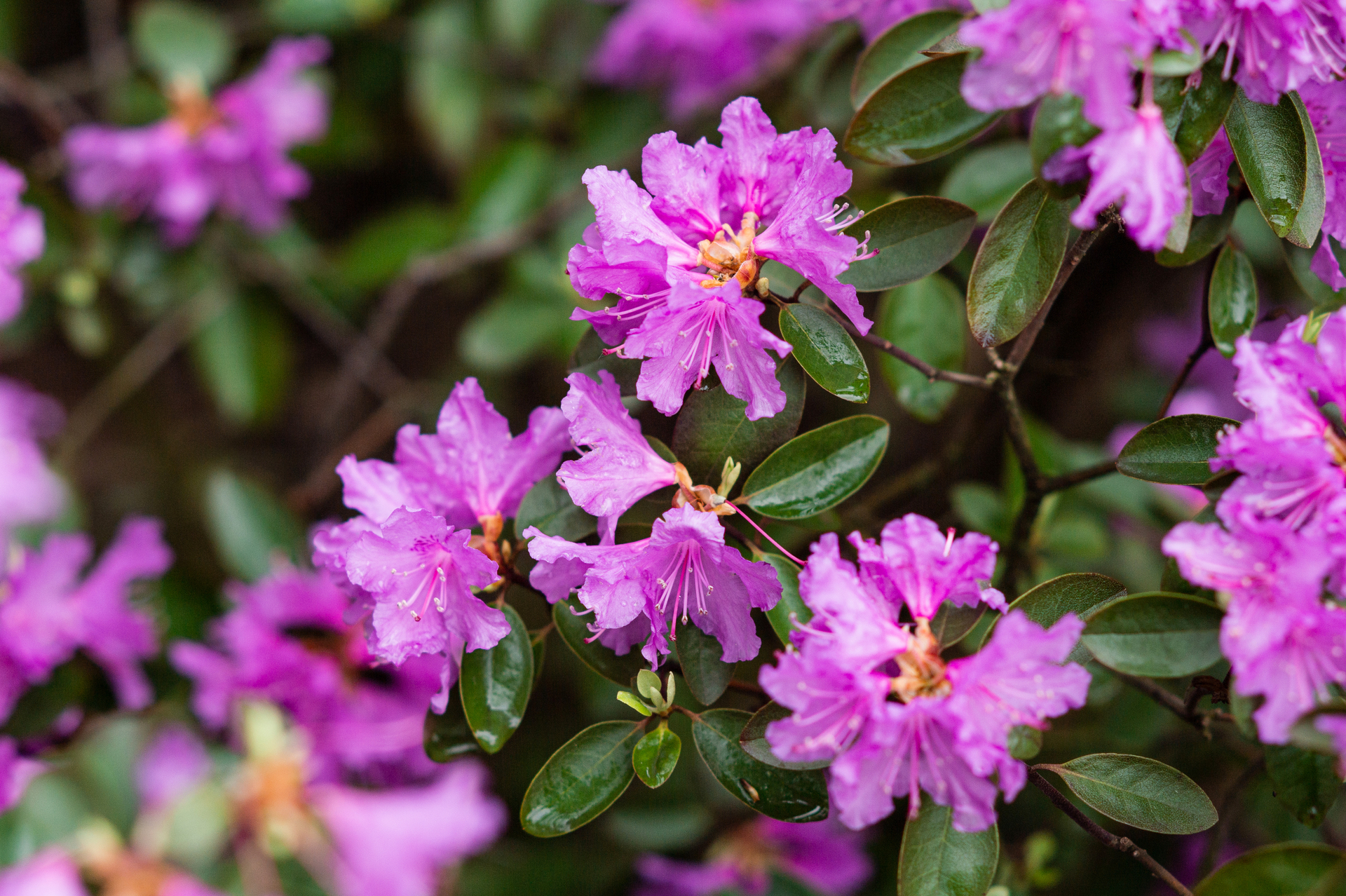 Rhododendron impeditum – mały krzew o wielkim uroku